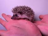 Декоративный ежик, африканский ежик карликовые ручные ежики разноцветные, ежики ручные мал - фото 3