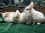 Декоративные, чистокровные, породистые разных пород крольчата ждут свои новые семьи !!! - фото 1