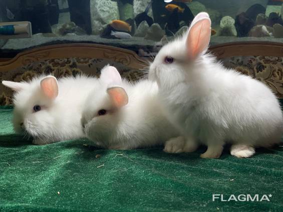 Декоративные, чистокровные, породистые разных пород крольчата ждут свои новые семьи !!!