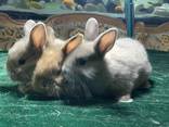 Декоративные, чистокровные, породистые разных пород крольчата ждут свои новые семьи !!! - фото 6