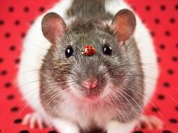 Декоративные крыски - Rattus norvegicus f. domestica.