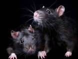 Декоративные крыски - Rattus norvegicus f. domestica. - фото 2