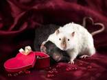 Декоративные крыски - Rattus norvegicus f. domestica. - фото 3