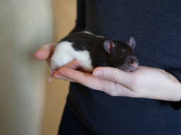 Декоративные крысы. крысята Дамбо. Щури Дамбо