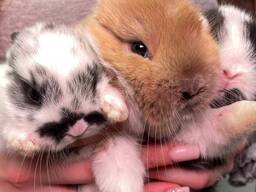 Декоративные микро кролики, рыжый кролик, белый кролик и другие