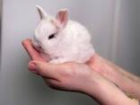 Декоративные микро кролики, рыжый кролик, белый кролик и другие - фото 1