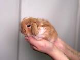 Декоративные микро кролики, рыжый кролик, белый кролик и другие - фото 2