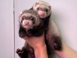 Декоративные ручные хорьки, тхорики домашние, фретка, фреточка