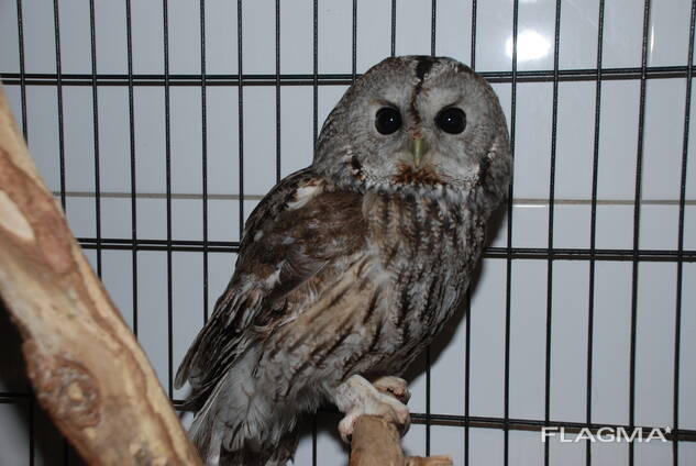 Декоративна сіра Сова, Сова неясить