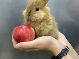 Декоративный карликовый кролик минилоп - крольчата ручные