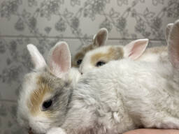 Декоративні кролики мінілоп різні окраси