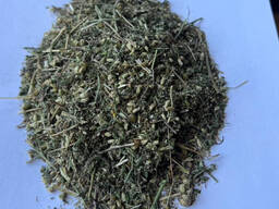 Деревій Кровавник Тисячелистник