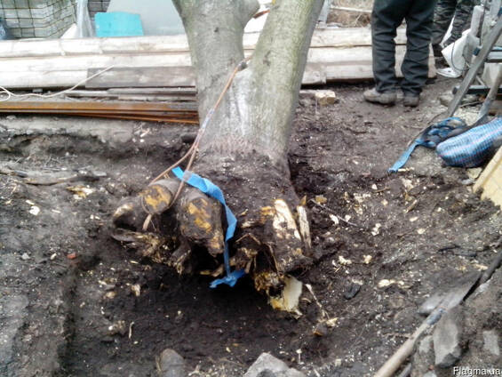 Дешево выкорчевываем удаляем пни, валим деревья