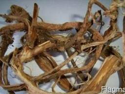 Девясил (оман) корень