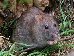 Дезинфекция от Грызунов, уничтожение крыс и мышей