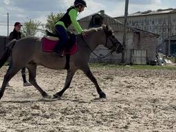 Дюльменський поні