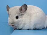 Дівчинка шиншила біла - фото 2