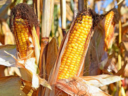ДН Галатея семена кукурузы