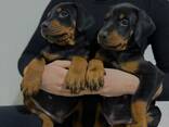 Доберман цуценята топ - фото 2