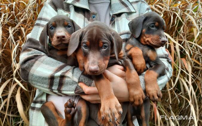 Добермани цуценя, щенки