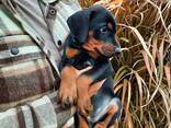 Добермани цуценя, щенки - фото 4