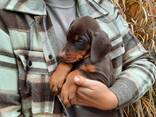 Добермани цуценя, щенки - фото 5