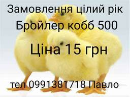 Добові бройлерні курчата кобб 500. Суточні циплята