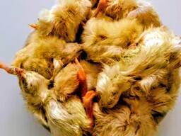 Добові кормові курчата