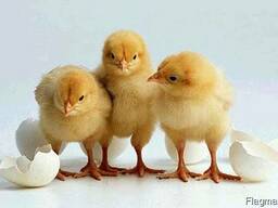 Добові курчата бройлера