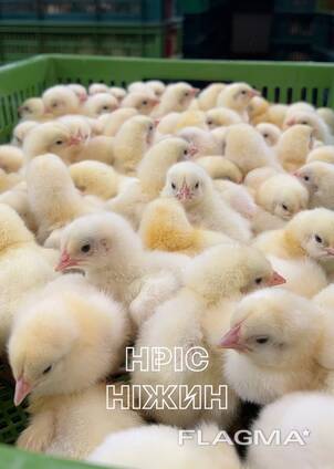 Добовий Бройлер Росс (Угорщина)