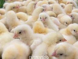 Добовий Бройлер Росс (Угорщина)