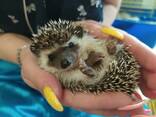 Добрые ручные ёжики. Малыши ручные. Самцы и самки. - фото 1