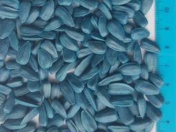 Добрыня подсолнечник кондитерский семена 2025 год