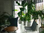 Догляд за рослинами в офісі, оранжереї / Уход за растениями в офисе - фото 2