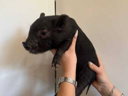 Домашні карликові свинки, міні піг чорні