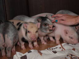 Домашні карликові свинки Міні піг, mini pig різних кольорів