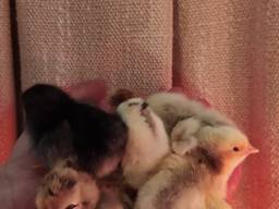 Домашні курчата і гусята