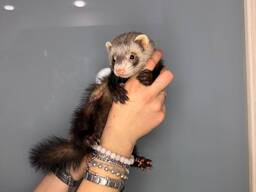 Домашні тхорики, хорьки, хорек, цуценята різного віку та забарвлення