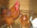 Домашние цыплята мясо-яичных пород - фото 3