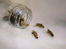 Домашній цвіркун. Acheta domesticus.