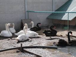 Домашний лебедь белый черный и черношейный - декоративний лебідь