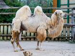 Домашний верблюд , верблюд двугорбый - фото 3