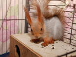 Домашняя рыжая белка - фото 3