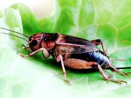 Домовой сверчёк, живая кормовая база для рептилий хищников и других животных 1см