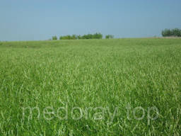 Донник однолетний