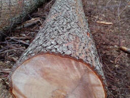 Дошка суха вільха