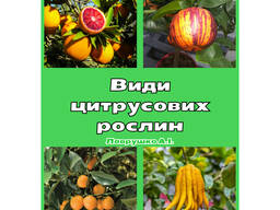 Довідник види цитрусових рослин