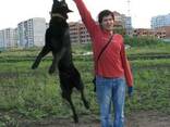 Дрессировка собак в Одессе (поселок Котовского район ТРК СИТ - фото 3