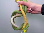 Древесный питон, зеленый питон, яркая ручная змея - фото 3