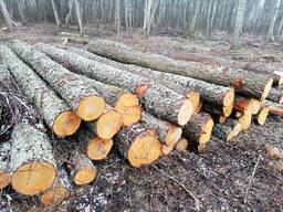 Дрова березовые 300 кубов